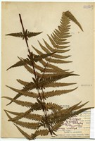 藏品(耳葉假金星蕨)的圖片